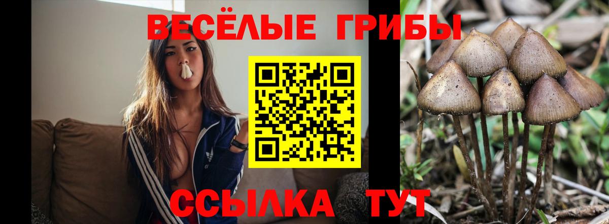 Псилоцибиновые грибы Psilocybe Рязань